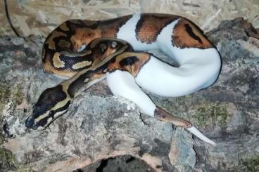 Snakes kaufen und verkaufen Photo: Regius piebald 100% het. axanthic VPI line