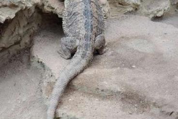 Bearded dragons kaufen und verkaufen Photo: Verkaufe 3jährige Bartagame wegen Umzug