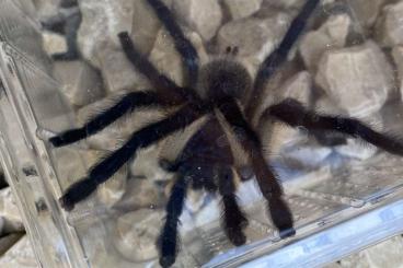 - bird spiders kaufen und verkaufen Photo: 1.0 Monocentropus balfouri Bock RH 05-25 - bird spiders kaufen und verkaufen Photo: 1.0 Monocentropus balfouri Bock RH 05-25
