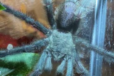 - bird spiders kaufen und verkaufen Photo: 1.0 Avicularia geroldi RH03/25 (frisches Spermanetz!!!) - bird spiders kaufen und verkaufen Photo: 1.0 Avicularia geroldi RH03/25 (frisches Spermanetz!!!)