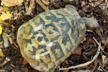 Landschildkröten kaufen und verkaufen Foto: Biete 2.0 Griechische Landschildkröten