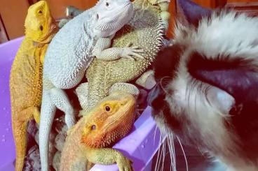 Bearded dragons kaufen und verkaufen Photo: 4 Bartagamen Damen suchen liebevolles und artgerechtes Zuhause 