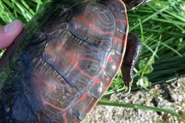 Turtles and Tortoises kaufen und verkaufen Photo: Pseudemys rubriventris male