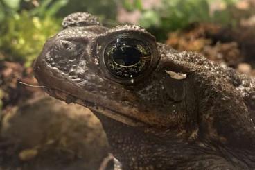 Schwanzlurche kaufen und verkaufen Foto: Aga-Kröte (Bufo Marinus), verm. Weibchen, ca. 1,5 Jahre alt