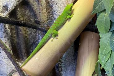 Geckos kaufen und verkaufen Foto: Phelsuma Grandis/Madagaskar Taggecko