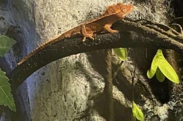 Geckos kaufen und verkaufen Foto: Correlophus ciliatus/Kronengecko