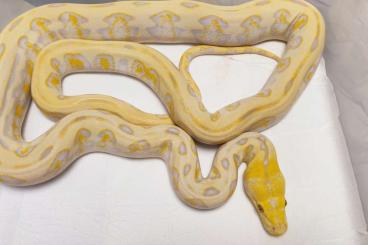 Pythons kaufen und verkaufen Foto: Malayopython reticulatus 