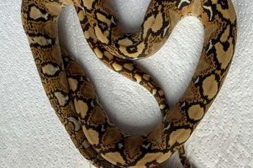 Pythons kaufen und verkaufen Photo: Malayopython reticulatus 