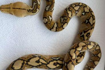 Pythons kaufen und verkaufen Foto: Malayopython reticulatus 