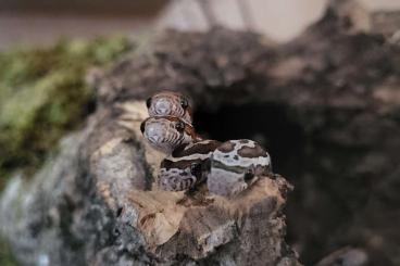 Snakes kaufen und verkaufen Photo: Kornatterbabys 7 Wochen alt 