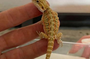 Bearded dragons kaufen und verkaufen Photo: Wunderschöne Farb Bartagmen 