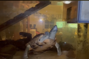 Sumpfschildkröten kaufen und verkaufen Foto: Chinesische Dreikielschildkröte abzugeben