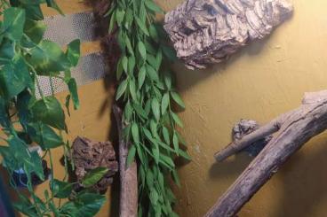 Geckos kaufen und verkaufen Foto: Kronengecko mit Terrarium abzugeben