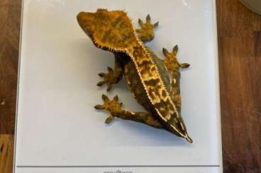 Geckos kaufen und verkaufen Photo: Kronengecko mit Terrarium abzugeben