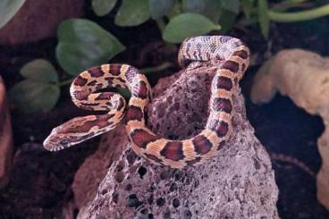 Nattern ungiftige  kaufen und verkaufen Foto: Kornnatter Nachwuchs abzugeben Classic/ Wildfarben