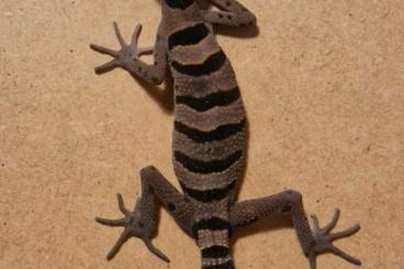 Geckos kaufen und verkaufen Photo: Für Hamm 0.1 Goniurosaurus Araneus / Cavegecko / Höhlengecko Geckos kaufen und verkaufen Photo: Für Hamm 0.1 Goniurosaurus Araneus / Cavegecko / Höhlengecko