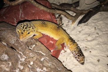 Geckos kaufen und verkaufen Foto: Geckoweibchen zu verschenken