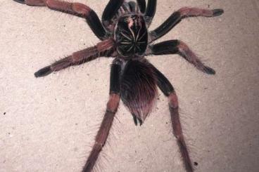 - bird spiders kaufen und verkaufen Photo: Pamphobeteus solaris (Selten !)