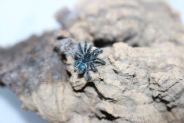 - bird spiders kaufen und verkaufen Photo: Vogelspinnen mit Lebensgarantie 