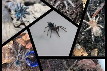 Spinnen und Skorpione kaufen und verkaufen Foto: Vogelspinnen im Angebot für Terraristika