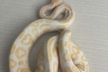 Ball Pythons kaufen und verkaufen Photo: Albino Königspython männlich