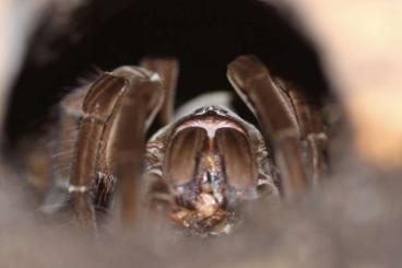 - bird spiders kaufen und verkaufen Photo: SUCHE 1.0 Theraphosa stirmi subadult