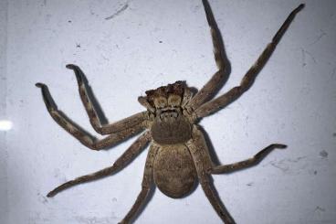 echte Webspinnen kaufen und verkaufen Foto: Heteropoda sp. Laos/Sparassidae/Riesenkrabbenspinne/Huntsman