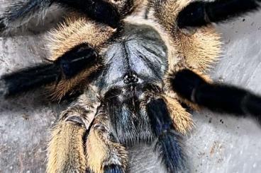 Spiders and Scorpions kaufen und verkaufen Photo: Abgabeliste Spinnen März 2024