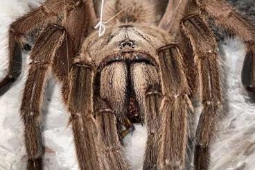 Vogelspinnen kaufen und verkaufen Foto: SUCHE Chilobrachys huahini Männchen
