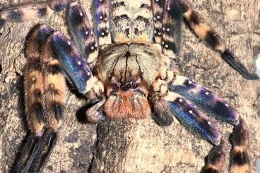 echte Webspinnen kaufen und verkaufen Foto: Heteropoda lunula Slings in Fh1 echte Webspinnen kaufen und verkaufen Foto: Heteropoda lunula Slings in Fh1