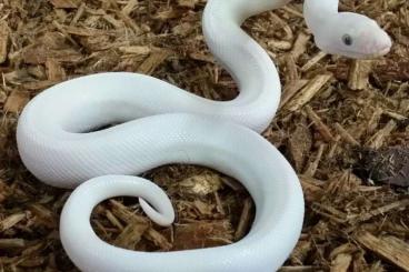 Boas kaufen und verkaufen Foto: Leucistic boa epicrates maurus