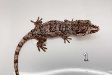 Geckos kaufen und verkaufen Foto: 0.0.4 Höckerkopfgecko (Rhacodactylus auriculatus)