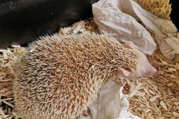 Exotische Säuger kaufen und verkaufen Foto: Kleine Igel Tanreks Babys