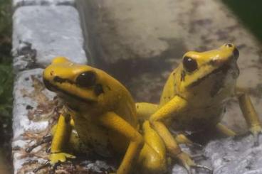 Poison dart frogs kaufen und verkaufen Photo: Phylobates Terribyles 1.3