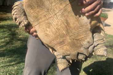 Tortoises kaufen und verkaufen Photo: Centrochelys sulcata                                                  