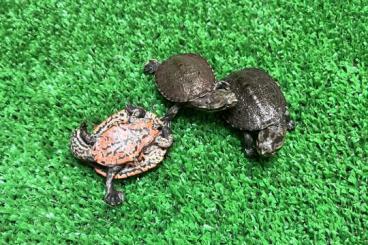 Turtles and Tortoises kaufen und verkaufen Photo: turtles available for houten Turtles and Tortoises kaufen und verkaufen Photo: turtles available for houten