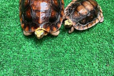 Turtles and Tortoises kaufen und verkaufen Photo: Rhinoclemmys Rubida (perichanta) Turtles and Tortoises kaufen und verkaufen Photo: Rhinoclemmys Rubida (perichanta)