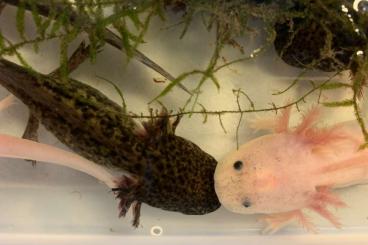 Newts kaufen und verkaufen Photo: Axolotl - Albino und Wildformat - ca 12cm