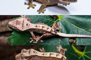 Geckos kaufen und verkaufen Photo: 0.0.2 Kronengecko Jungtiere | Correlophus Ciliatus ab 55€