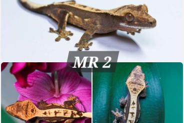 Geckos kaufen und verkaufen Photo: 0.0.3 Kronengecko Jungtiere | Correlophus Ciliatus ab 50€
