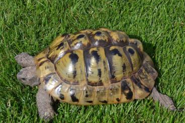 Turtles and Tortoises kaufen und verkaufen Photo: Liebhabertier ! 70 jähriger Wildfang weiblich Eierlegend Griechische 