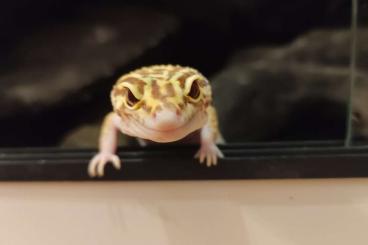 Geckos kaufen und verkaufen Foto: Leopardgeckos M und W bei Hannover abzugeben 