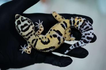 Geckos kaufen und verkaufen Foto: Eublepharis macularius Afghan Tangerine and Bold