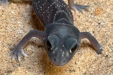 Geckos kaufen und verkaufen Foto: Nephrurus levis pilbarensis 