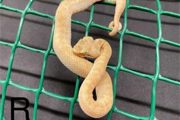 Venomous snakes kaufen und verkaufen Photo: Bothriechis schlegelii for Hamm. 