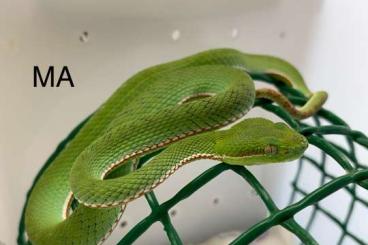 Giftschlangen kaufen und verkaufen Foto: Trimeresurus gumprechti CB 23 
