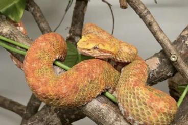 Venomous snakes kaufen und verkaufen Photo: Trimeresurus & Bothriechis.                     