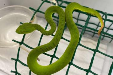 Giftschlangen kaufen und verkaufen Foto: Beautiful snakes for Hamm. 