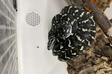 Schlangen kaufen und verkaufen Foto: Morelia spilota & Atheris squamigera Schlangen kaufen und verkaufen Foto: Morelia spilota & Atheris squamigera