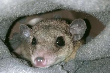 Exotische Säuger kaufen und verkaufen Foto: Looking for Monodelphis domestica 